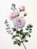 draw a botanical illustration