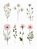 draw a botanical illustration