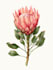 illustrate best botanical illustration