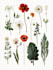 do a botanical illustration