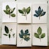 illustrate best botanical illustration