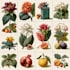 illustrate best botanical illustration