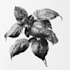 draw detailed botanical and plant illustrations