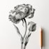 illustrate best botanical illustration