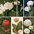 illustrate best botanical illustration