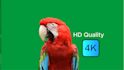 professionally remove green screen and edit your video