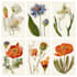 illustrate best botanical illustration