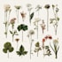 illustrate best botanical illustration