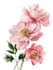draw  a botanical illustration