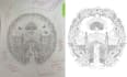 convert sketch to vector and custom line art