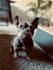 create enganging ugc dog videos in german