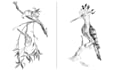 do birds sketch with unique realistic sketching style