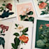 draw botanical illustration with hand drawn