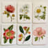 illustrate best botanical illustration