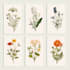 paint watercolor flowers and botanical illustrations