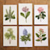 draw detailed botanical and plant illustrations