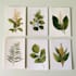 illustrate best botanical illustration