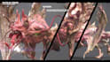create and sculpt 3d monster, alien, creature, dragon, animal and charact