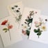 illustrate best botanical illustration