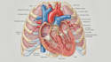 create anatomy, medical, and scientific illustrations