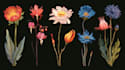 do a custom botanical fruits illustration