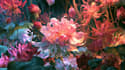 draw professional botanical and plant illustration