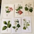 illustrate best botanical illustration