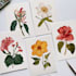 illustrate best botanical illustration