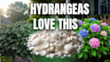 design eyecatching gardening video thumbnails
