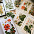 illustrate best botanical illustration