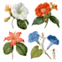 illustrate best botanical illustration