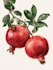 illustrate best botanical illustration