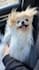 create ugc with pomeranian dog