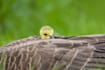 professionally edit your bird photography in lightroom