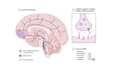 design scientific figures and graphical abstracts