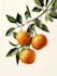 illustrate best botanical illustration