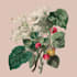 do a botanical illustration art
