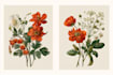 design best botanical illustration