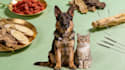 write engaging tcm pet health articles and blog posts