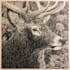 create a true woodcut or linocut illustration