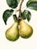 illustrate best botanical illustration