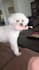 create ugc videos for pet brands