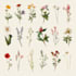 design botanical illustrations of flowers