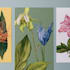illustrate best botanical illustration