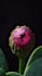 create 3d flower animation, 3d flower model, 3d plant design, 3d plant animation