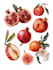 make botanical illustrations of flowers