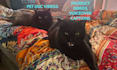 create authentic pet product ugc videos featuring my cats