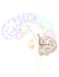 create scientific illustrations and medical diagrams