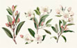 do a botanical illustration with hand drawn art for you