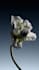 make 3d flower animation flower model plant model rendering 3d plant animation